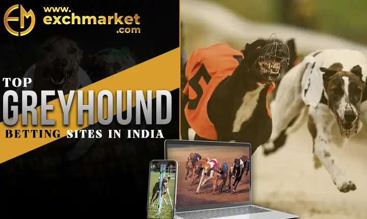 Greyhound Betting Sites